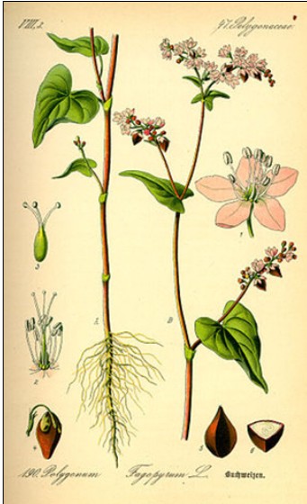 Fleurs de Sarrasin 